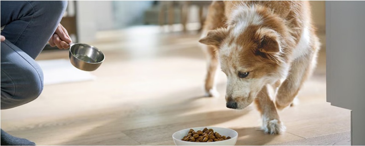 Chien mange des croquettes Hill's