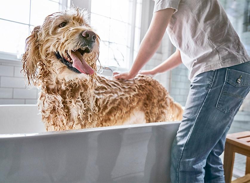 dog-getting-bath-SW Chien se faisant laver.