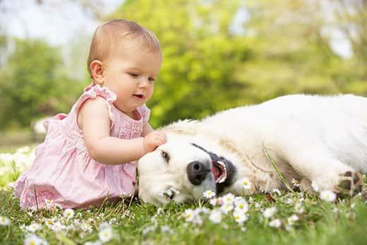 baby-girl-petting-golden-retriever-outdoors-SW