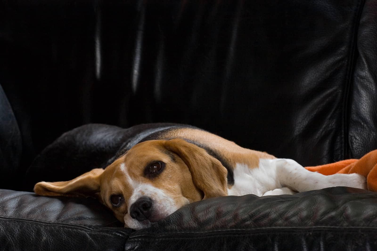 beagle-on-leather-sofa-SW Femelle beagle se reposant sur un canapé en cuir noir.