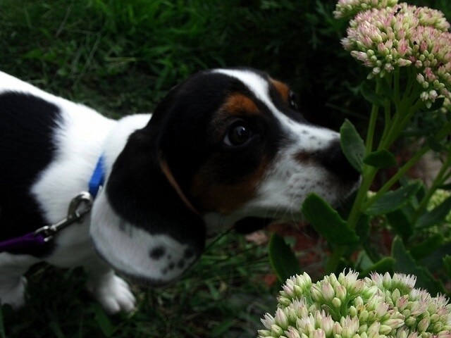 beagle-puppy-sniffs-yellow-flowers beagle dog on leash stopping to sniff yellow flowers
