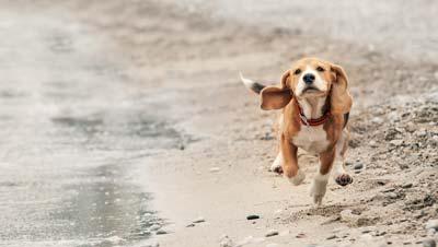 Beagle Puppy Running On The Sea Beach Beagle puppy running on the beach.