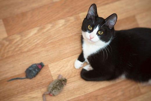black-white-cat-with-two-mice-toys-SW Black and white cat looking up with two mouse toys sitting in front of them.