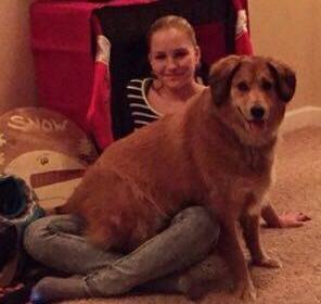 brown-dog-sitting-on-ladys-lap