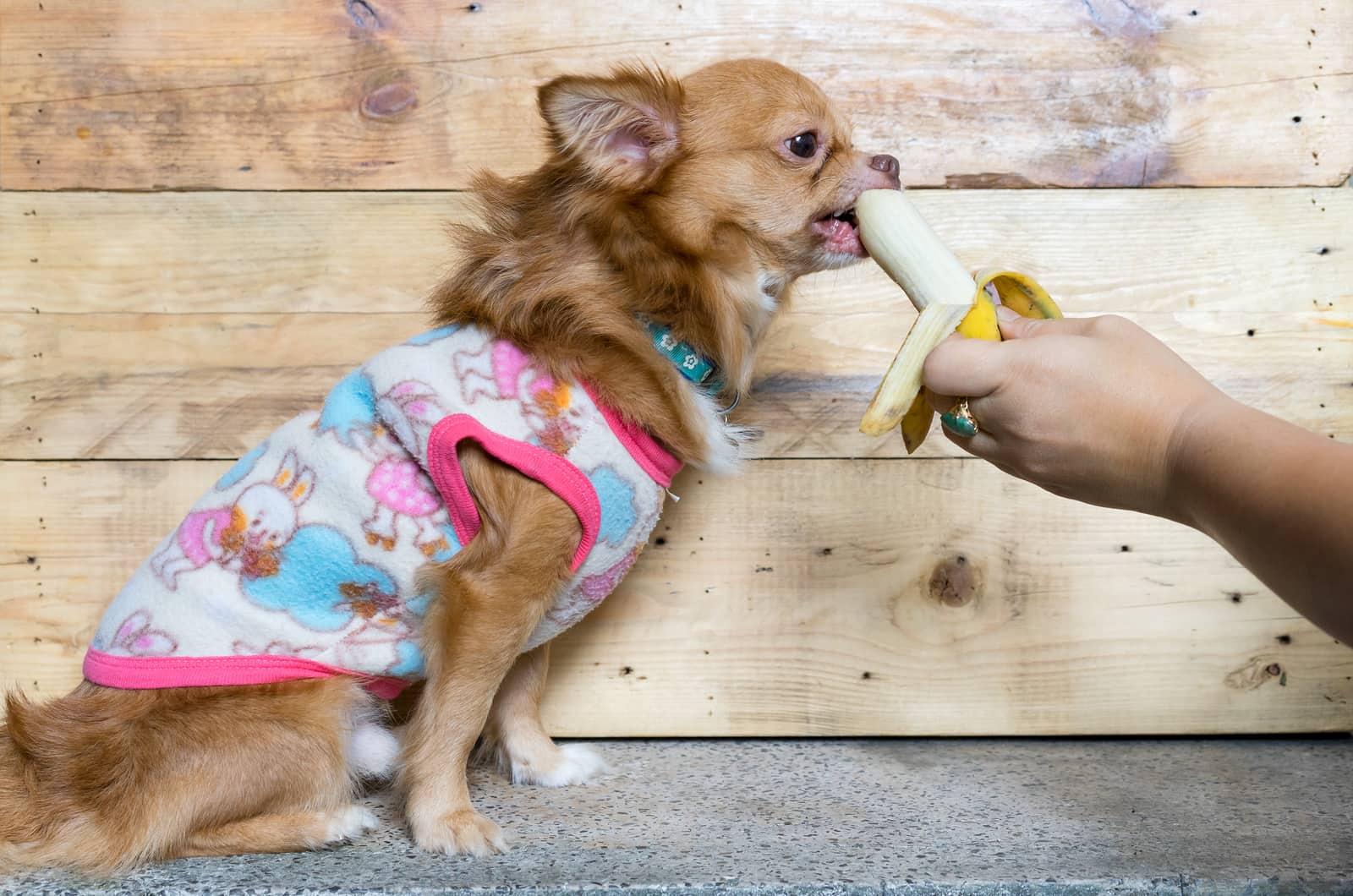 Chihuahua brun à poils longs en pull rose mangeant une banane dans une main humaine.