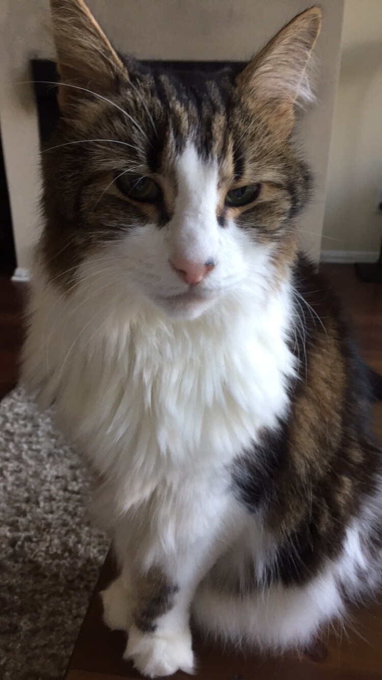 clive-the-cat Long-haired white, brown and black sitting up.