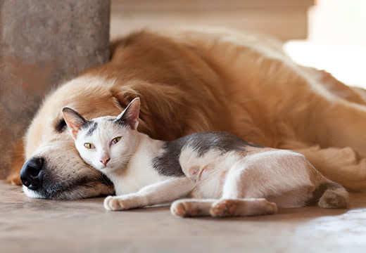 close up, cat and dog together lying on the floor close up, cat and dog together lying on the floor
