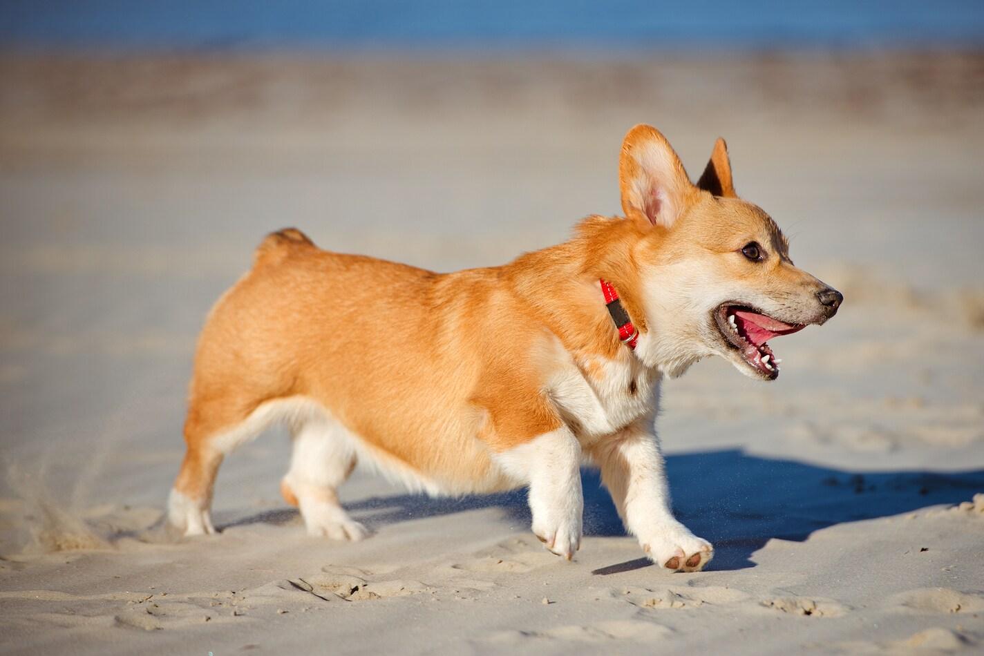 Welsh Corgi Pembroke sur la plage