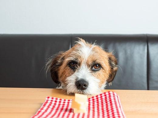 Scruffy looking dog with head on table stares at plate with cheese.