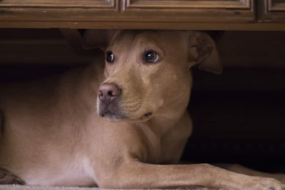 dog-hides-under-coffee-table-SW Dog hides under coffee table from fireworks outside.
