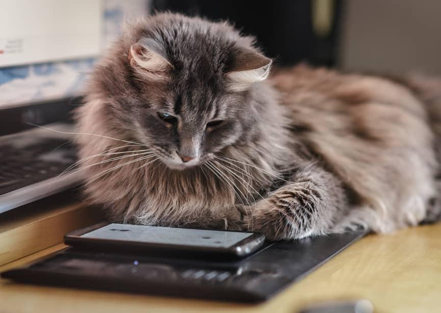 Chat curieux au poil soyeux examinant un smartphone