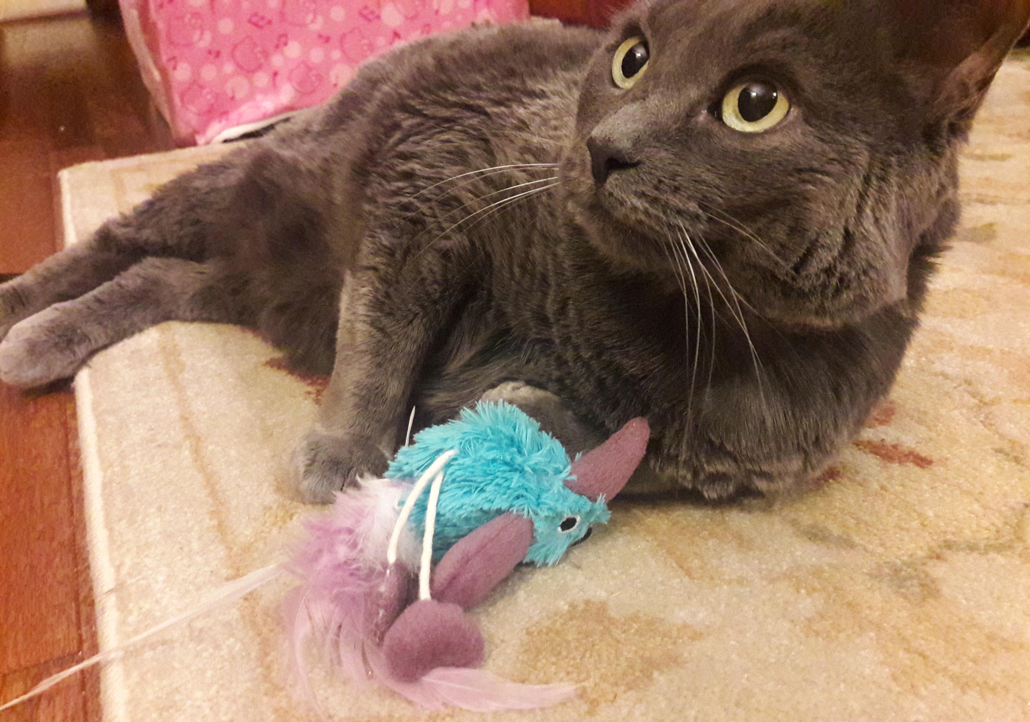 gray-cat-playing-with-toy-bird chat gris jouant avec un oiseau en peluche bleu