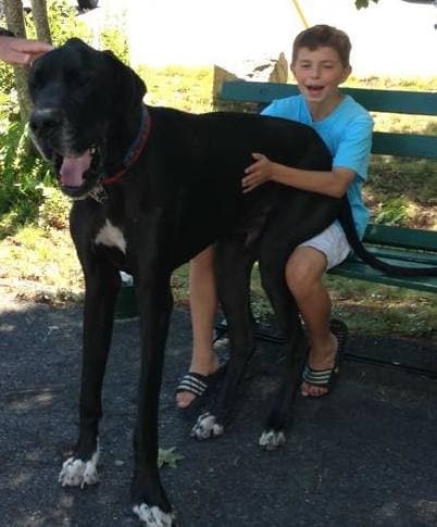great-dane-sitting-on-boys-lap-at-park