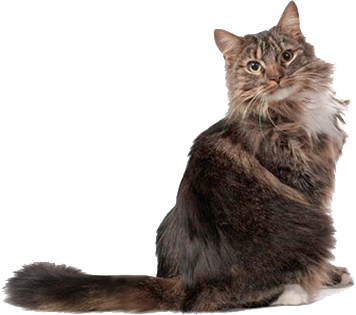 Boule de poils chez le chat