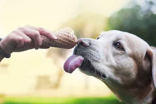 Main tendant un cornet de glace à un labrador qui tire la langue.