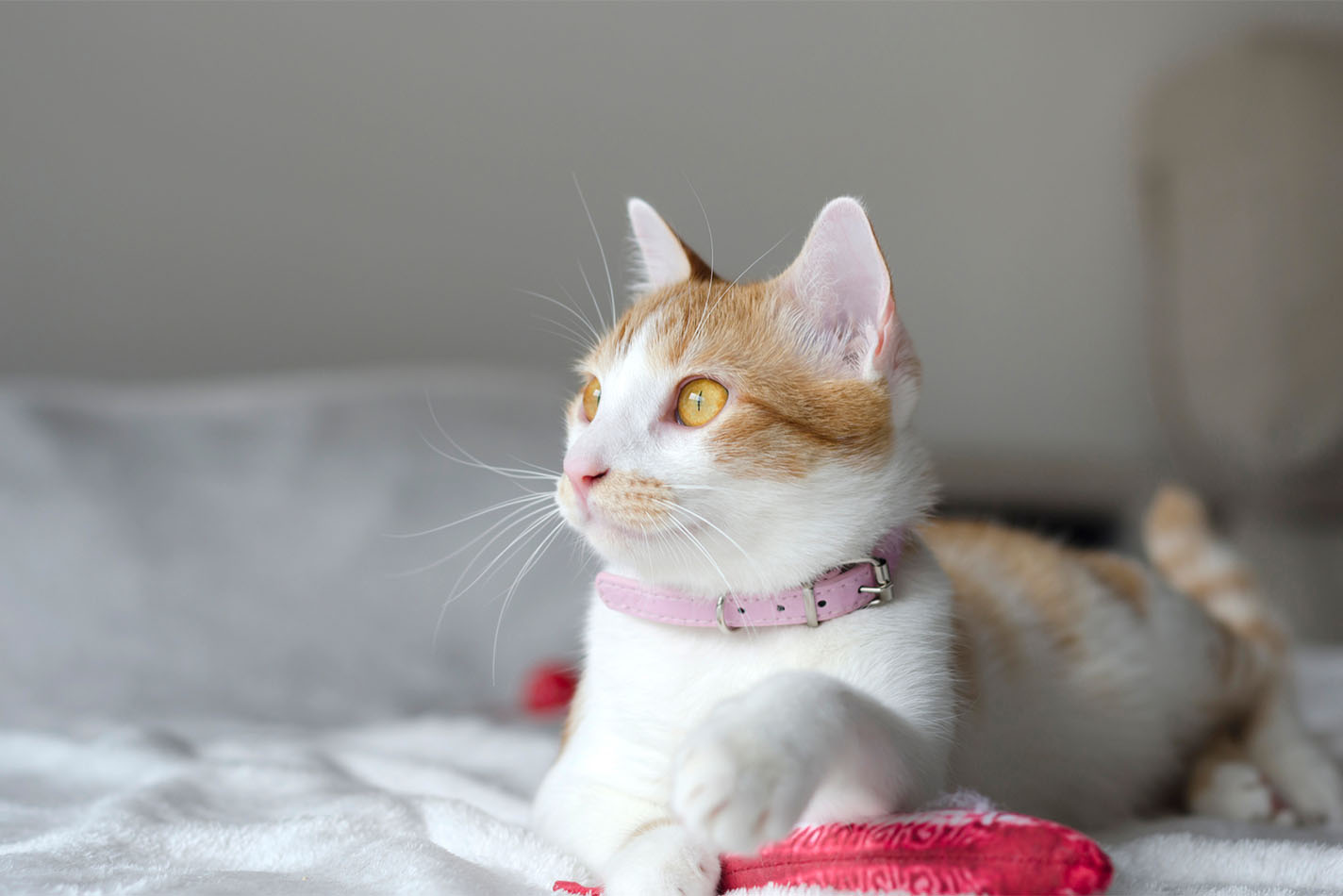 Chat roux et blanc portant un collier rose et se prélassant sur un lit avec un jouet