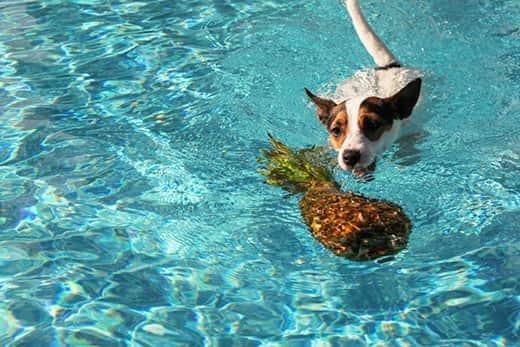 Jack russell nageant vers un ananas flottant dans une piscine.