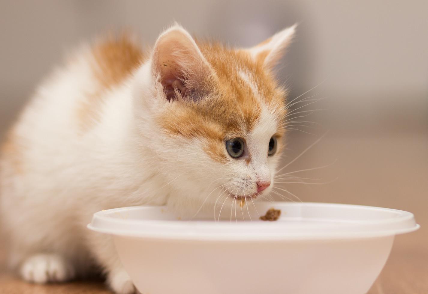 Chaton mangeant dans une assiette