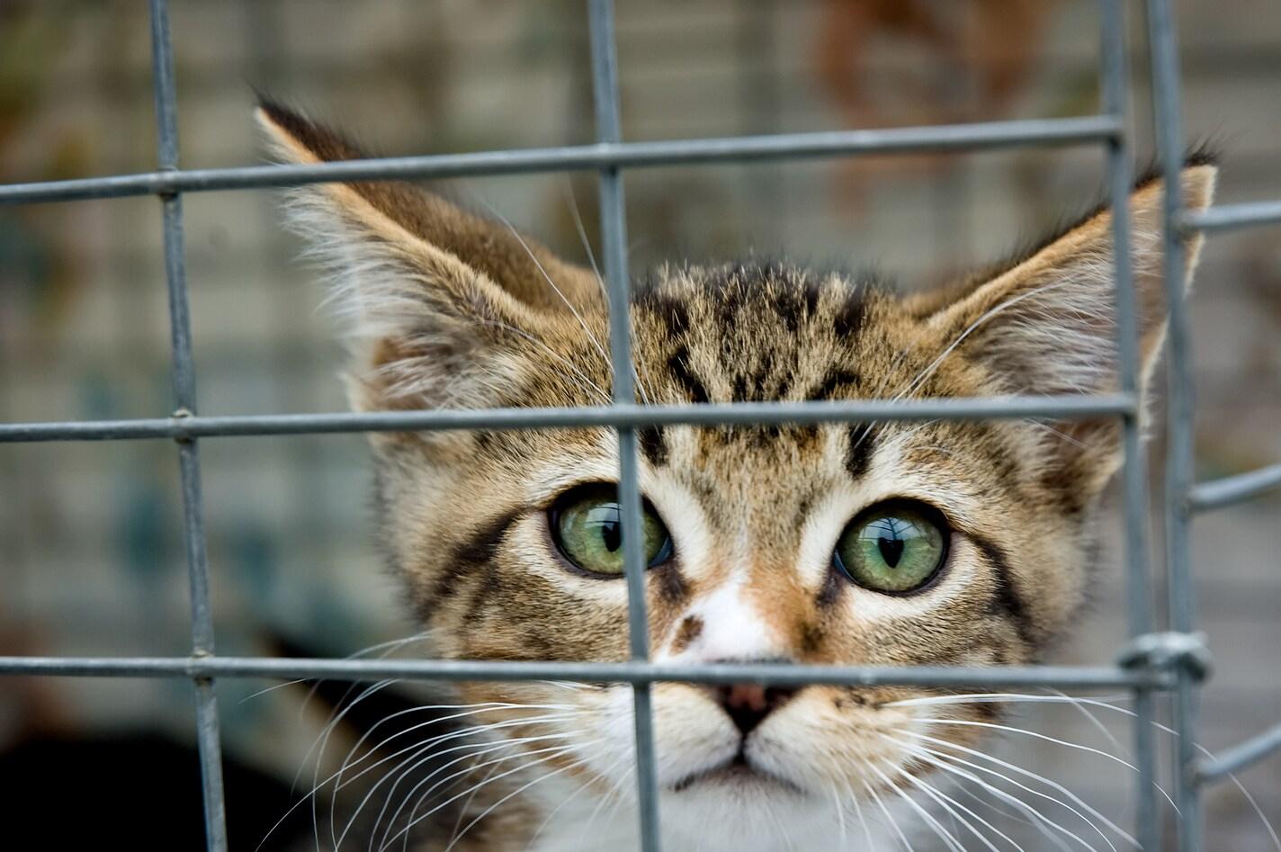 Chaton aux yeux verts dans une cage regardant fixement Chaton aux yeux verts dans une cage regardant fixement
