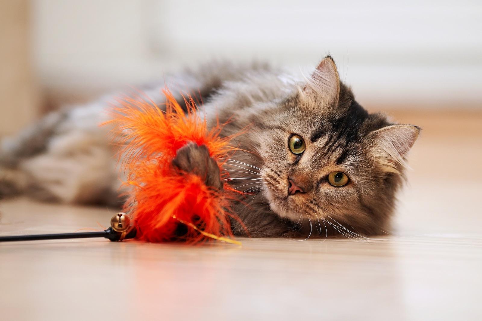 maine-coon-playing-with-orange-feather-toy Maine coon jouant avec un jouet orange par terre.