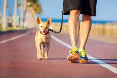Petit chien brun en laisse avec un collier rouge marchant près d'un homme sur une promenade près de l'océan.