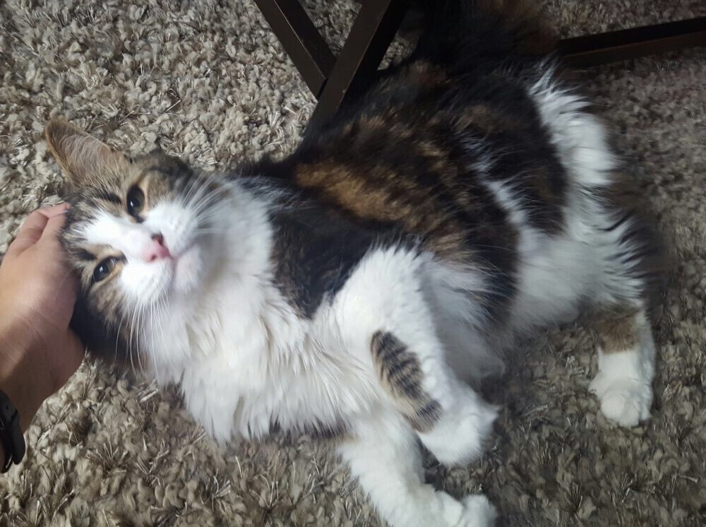 melissa-petting-clive Long-haired white, brown and black cat lying on ground being pet by human hand