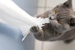 Chat gris mâchant du papier toilette et tirant dessus.