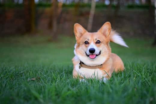 pembroke-welsh-corgi-jouant-dans-l'herbe Smiling Chien Pembroke Welsh Corgi heureux allongé dans l'herbe verte
