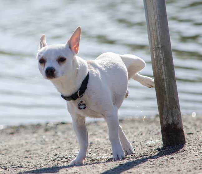 Chihuahua blanc urinant sur un poteau sur la plage