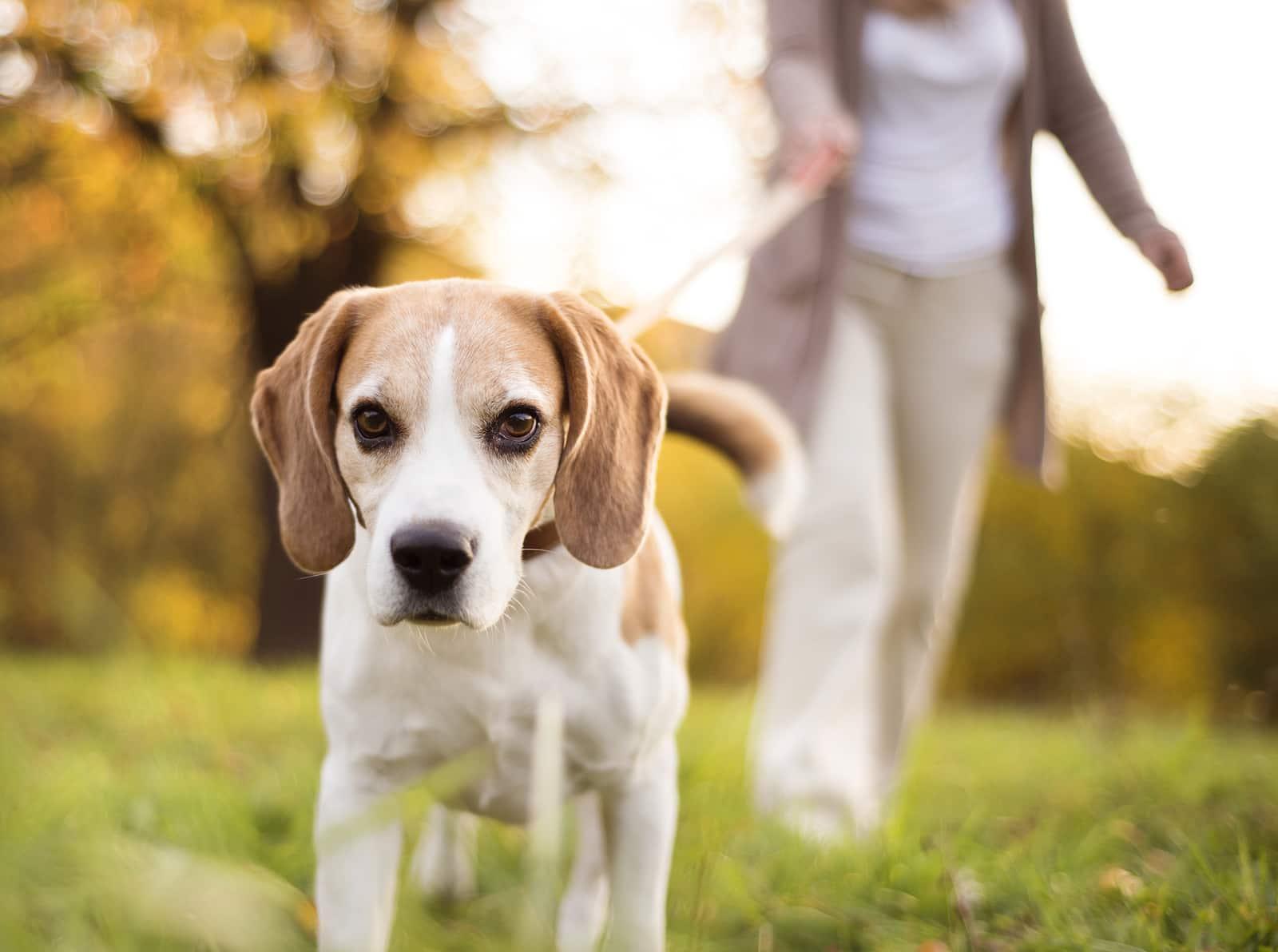 Femme âgée promenant son beagle à la campagne