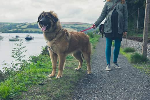 Jeune couple mangeant une pizza avec un ordinateur portable pendant que leur beagle est assis sur le sol et regarde la pizza avec de grands yeux suppliants. Jeune couple mangeant une pizza avec un ordinateur portable pendant que leur beagle est assis sur le sol et regarde la pizza avec de grands yeux suppliants.