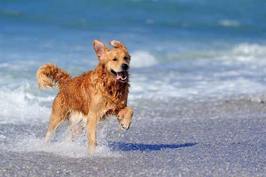 Jeune golden retriever courant sur la plage Jeune golden retriever courant sur la plage