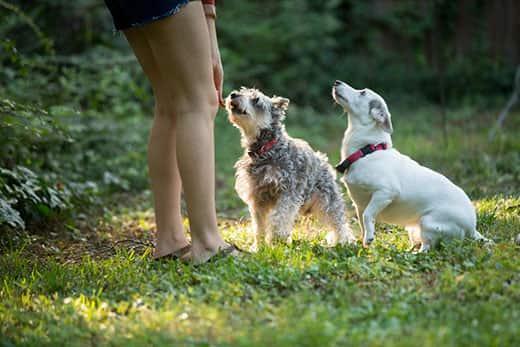 jeune femme jouant avec des chiens dans un jardin jeune femme jouant avec des chiens dans un jardin