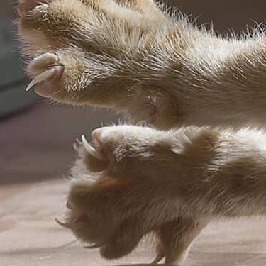 Chat qui s'étire les pattes