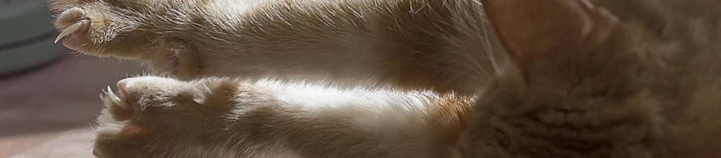  Chat qui s'étire les pattes