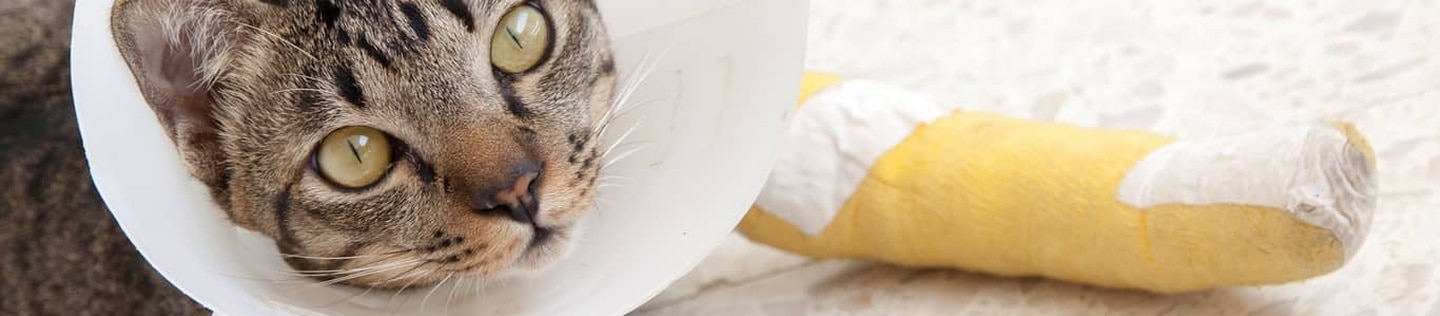 Un chat avec une collerette et un plâtre à la patte