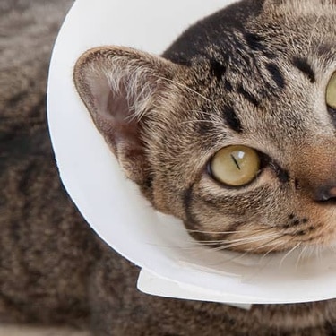Un chat avec une collerette et un plâtre à la patte