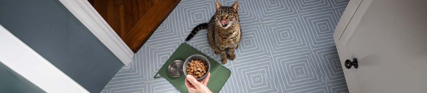 Un chat se lèche les babines tandis que son maître se penche pour lui donner un bol de pâtée