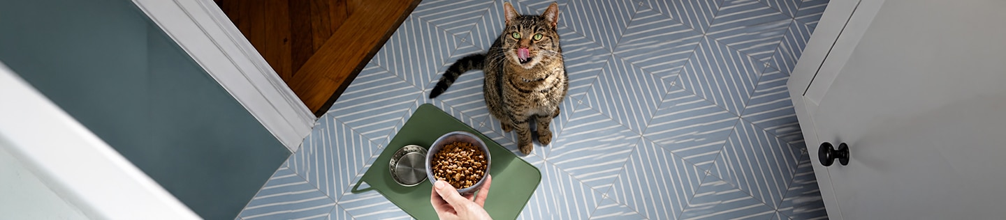 Personne posant une gamelle de pâtée par terre devant un chat tirant la langue