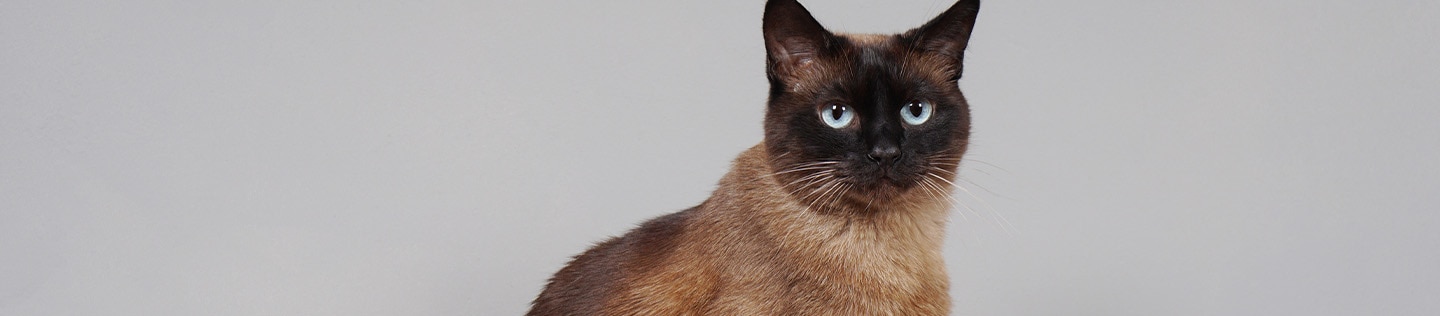 Un chat siamois assis dans un bac à litière