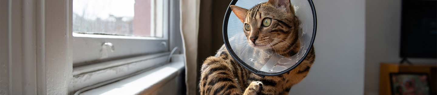 Un chat tigré coiffé d’une collerette de protection assis sur une table et regardant par la fenêtre tout en levant une patte arrière