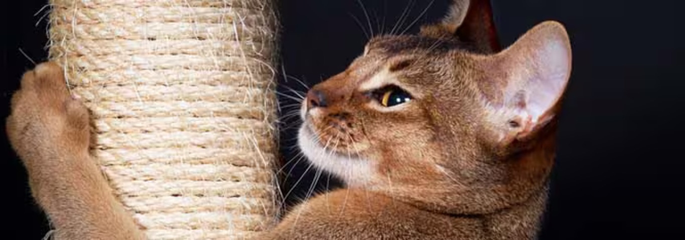 Photo of a L'abyssin cat