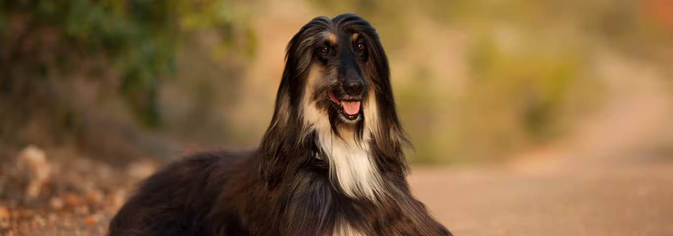 Photo of a Le Lévrier Afghan dog