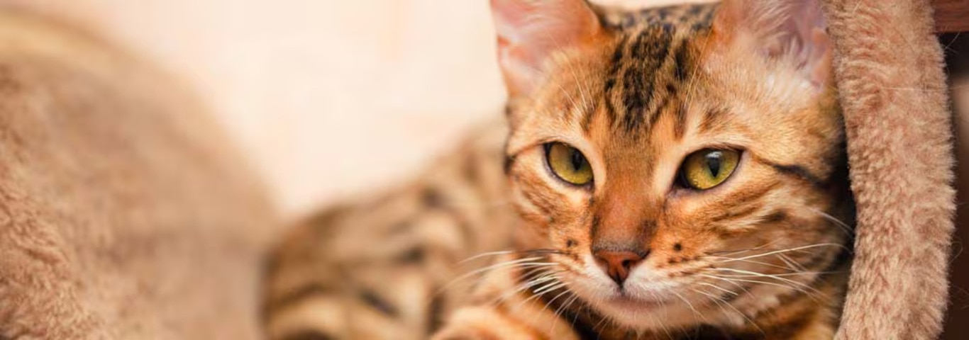 Photo of a Le Bengal cat