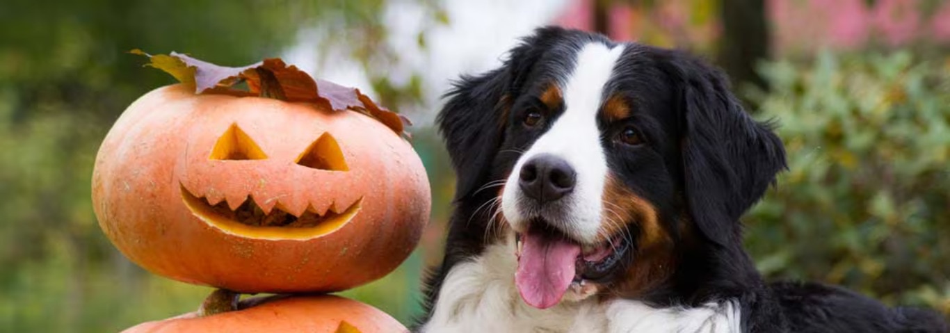Photo of a Le Bouvier Bernois dog