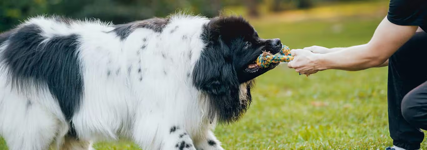 Photo of a Le Terre-neuve dog