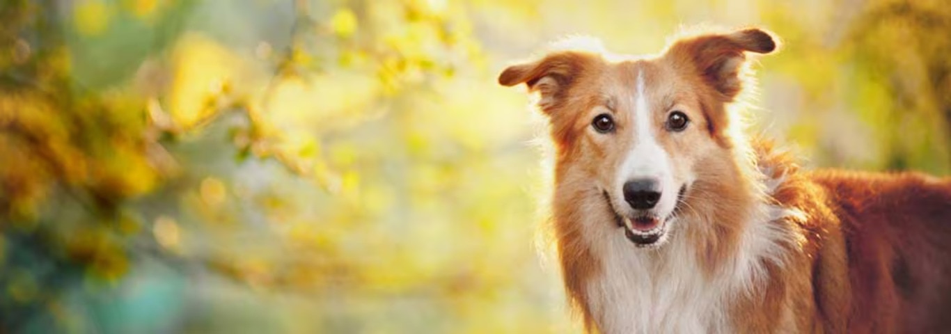 Photo of a Le Border Collie dog