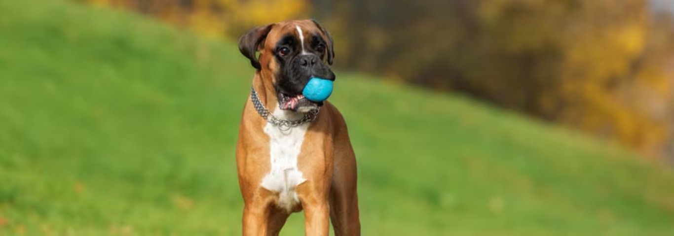 Photo of a Le Boxer dog