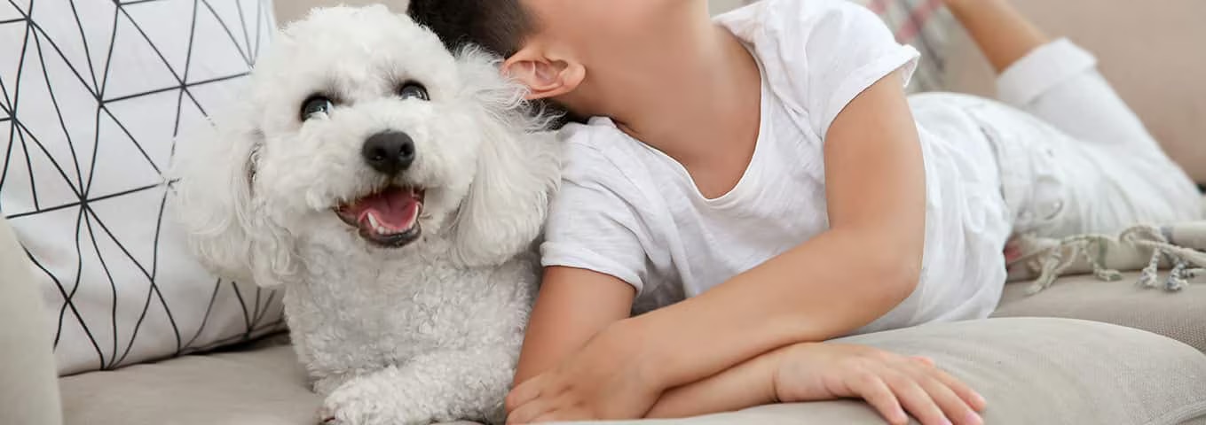 Photo of a Le Bichon Frisé dog