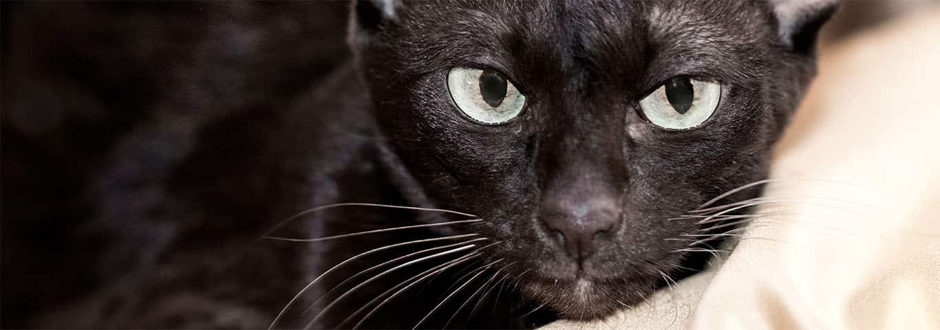 Photo of a Le Havana Brown cat